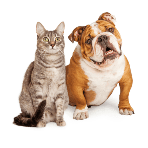 Striped cat sitting next to bulldog